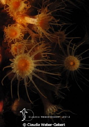 fireworks....
yellow anemone macro by Claudia Weber-Gebert 